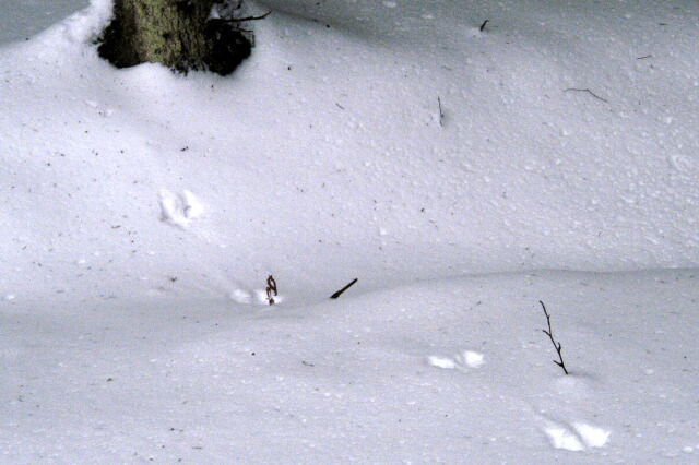 Pine marten tracks in the snow.